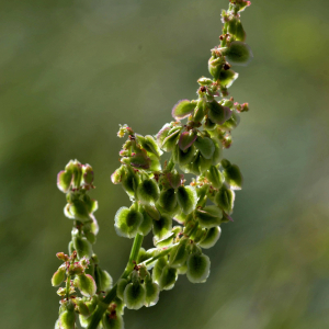 Photographie n°2421099 du taxon Rumex acetosella L. [1753]