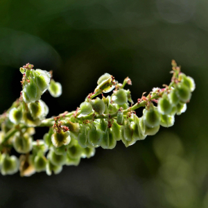 Photographie n°2421100 du taxon Rumex acetosella L. [1753]