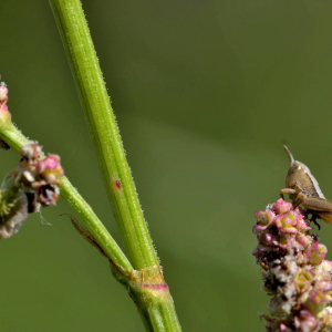 Photographie n°2421102 du taxon Rumex acetosella L. [1753]