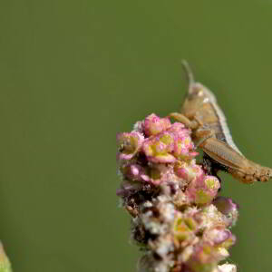 Photographie n°2421104 du taxon Rumex acetosella L. [1753]