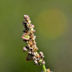 Photographie n°2421105 du taxon Rumex acetosella L. [1753]