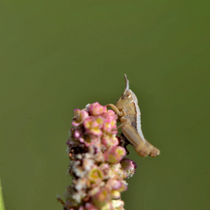 Photographie n°2421106 du taxon Rumex acetosella L. [1753]