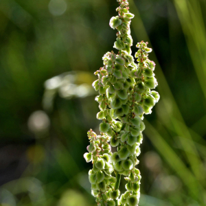 Photographie n°2421107 du taxon Rumex acetosella L. [1753]