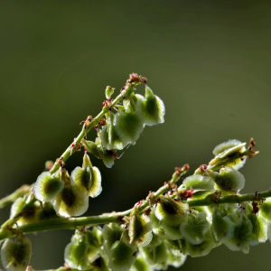Photographie n°2421109 du taxon Rumex acetosella L. [1753]