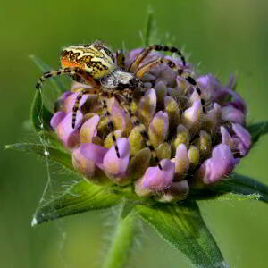 Photographie n°2421115 du taxon Knautia arvensis (L.) Coult. [1828]