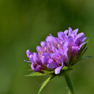 Photographie n°2421116 du taxon Knautia arvensis (L.) Coult. [1828]