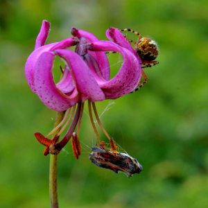 Photographie n°2421124 du taxon Lilium martagon L.