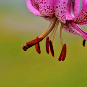 Photographie n°2421126 du taxon Lilium martagon L.