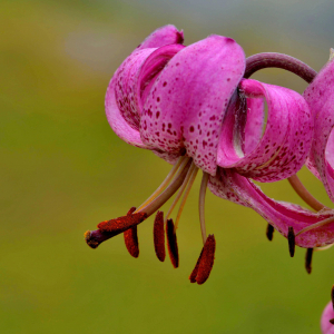 Photographie n°2421127 du taxon Lilium martagon L.