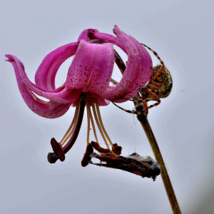 Photographie n°2421128 du taxon Lilium martagon L.