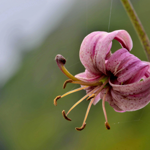 Photographie n°2421129 du taxon Lilium martagon L.