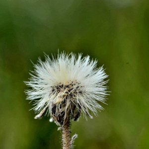 Photographie n°2421134 du taxon Pilosella officinarum Vaill. [1754]