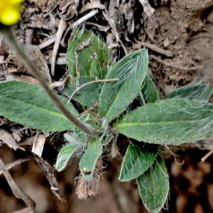 Photographie n°2421136 du taxon Pilosella officinarum Vaill. [1754]