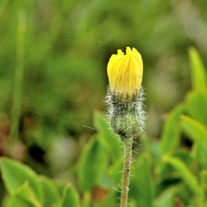 Photographie n°2421137 du taxon Pilosella officinarum Vaill. [1754]