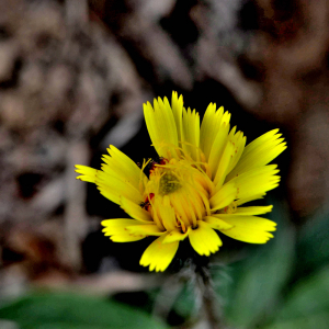 Photographie n°2421140 du taxon Pilosella officinarum Vaill. [1754]