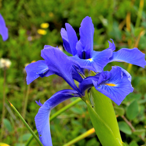 Photographie n°2421142 du taxon Iris latifolia (Mill.) Voss [1895]