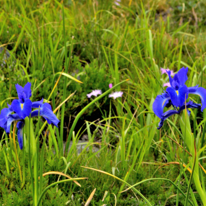 Photographie n°2421144 du taxon Iris latifolia (Mill.) Voss [1895]