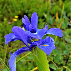 Photographie n°2421145 du taxon Iris latifolia (Mill.) Voss [1895]