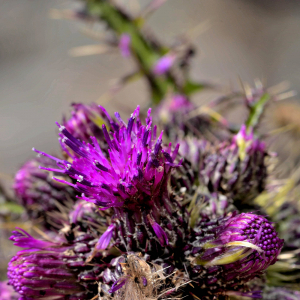 Photographie n°2421155 du taxon Cirsium palustre (L.) Scop. [1772]