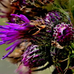 Photographie n°2421157 du taxon Cirsium palustre (L.) Scop. [1772]