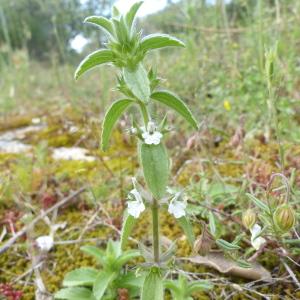 Photographie n°2421159 du taxon Sideritis romana L. [1753]