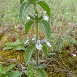 Photographie n°2421160 du taxon Sideritis romana L. [1753]