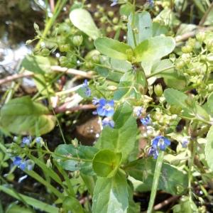 Photographie n°2421165 du taxon Veronica beccabunga subsp. beccabunga