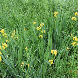 Photographie n°2421170 du taxon Iris pseudacorus L. [1753]