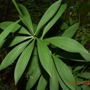 Photographie n°2421173 du taxon Lilium martagon L.