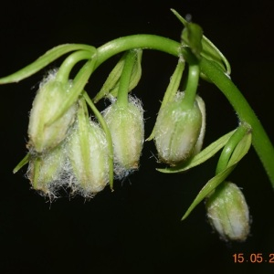 Photographie n°2421175 du taxon Lilium martagon L.