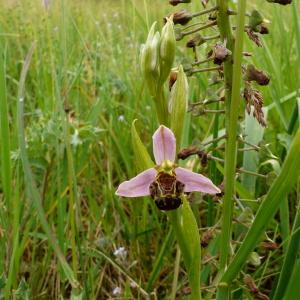 Photographie n°2421192 du taxon Ophrys apifera Huds. [1762]