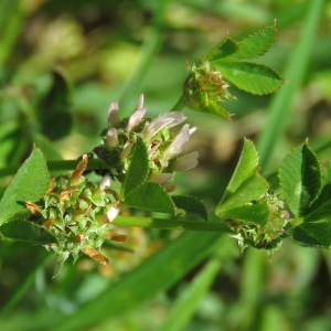 Photographie n°2421301 du taxon Trifolium glomeratum L. [1753]