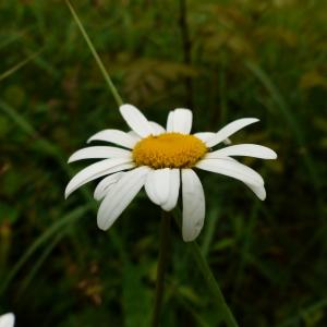 Photographie n°2421308 du taxon Leucanthemum vulgare Lam. [1779]