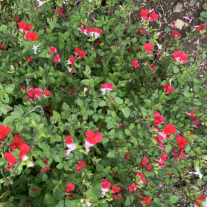 Photographie n°2421339 du taxon Salvia microphylla Kunth [1818]