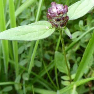 Photographie n°2421360 du taxon Prunella vulgaris L. [1753]