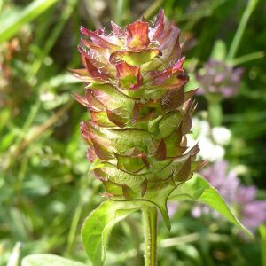 Photographie n°2421361 du taxon Prunella vulgaris L. [1753]