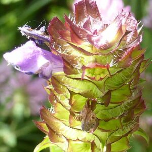 Photographie n°2421363 du taxon Prunella vulgaris L. [1753]