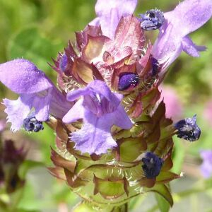 Photographie n°2421364 du taxon Prunella vulgaris L. [1753]