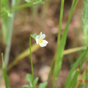 Photographie n°2421367 du taxon Viola arvensis Murray [1770]