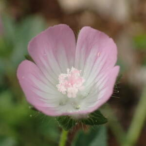 Photographie n°2421455 du taxon Malva setigera Spenn.