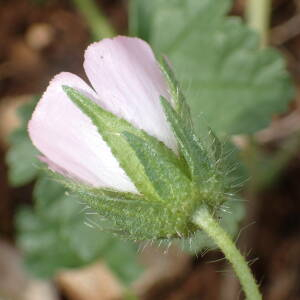 Photographie n°2421457 du taxon Malva setigera Spenn.