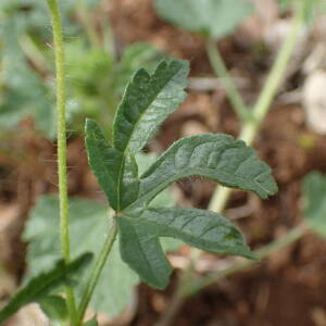 Photographie n°2421458 du taxon Malva setigera Spenn.