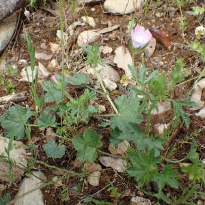 Photographie n°2421461 du taxon Malva setigera Spenn.