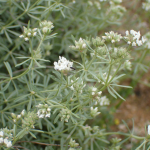 Photographie n°2421466 du taxon Lotus dorycnium L.