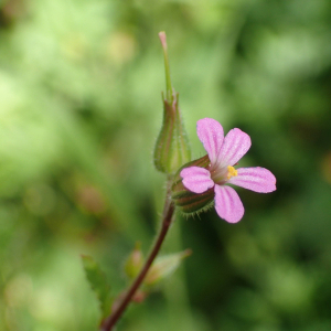 Photographie n°2421469 du taxon Geranium purpureum Vill.