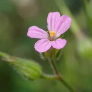 Photographie n°2421470 du taxon Geranium purpureum Vill.