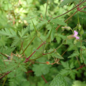 Photographie n°2421471 du taxon Geranium purpureum Vill.