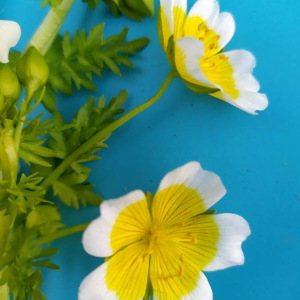  - Limnanthes douglasii R.Br. [1833]