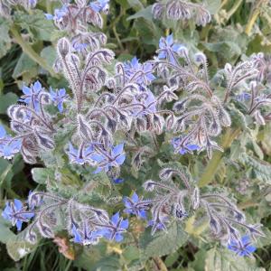 Photographie n°2421563 du taxon Borago officinalis L.