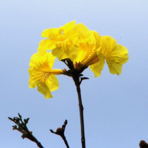 Photographie n°2421639 du taxon Tabebuia chrysantha (Jacq.) Nichols. [1887]